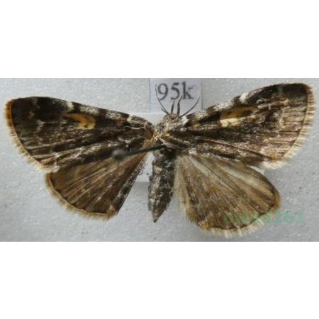 Idia calvaria (Denis & Schiffermüller, 1775) Schweiz95k